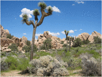Joshua Tree