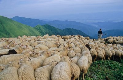 Sheep in Pankisi Valley