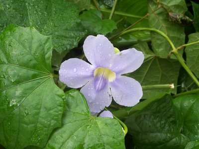 Flower with raindrops