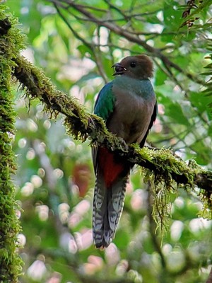 Female Quetzal with food