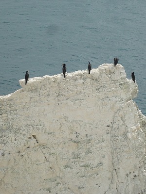 Old Harry Rocks