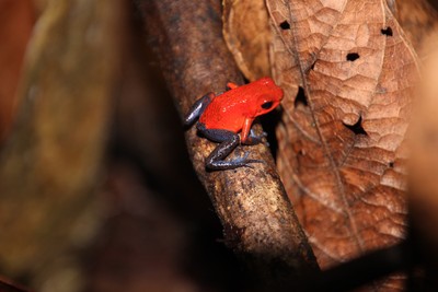 Strawberry Poison Dart Frog