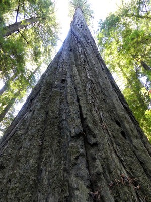 Founders Grove, Avenue of the Giants, Humboldt Redwoods SP, California