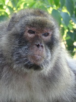 Barbary Macaque on The Rock, Gibraltar