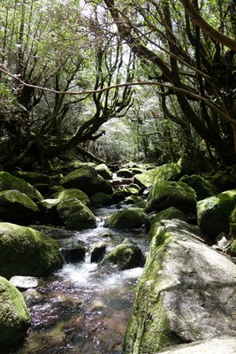 Japan - Yakushima - Shiratani Unsuikyo