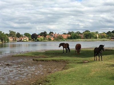 Wild horses near Beaulieu - New Forest