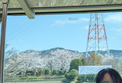cherry blossom trees are everywhere as we<br /> look out the train window