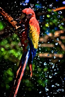 Bird Bath, El Salvador