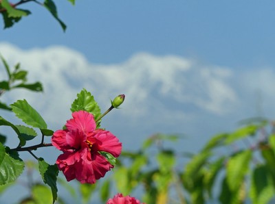 Hibiscus and mountain view at the Peace Pagoda, Pokhara