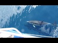 Sailing with Dolphins in New Zealand