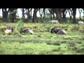 Crescent Island, Naivasha