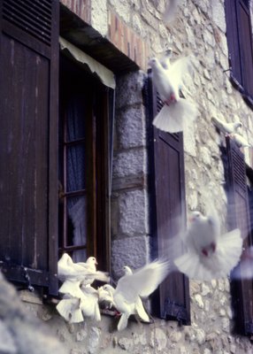 Doves in St Paul