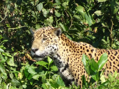 Jaguar aux aguets