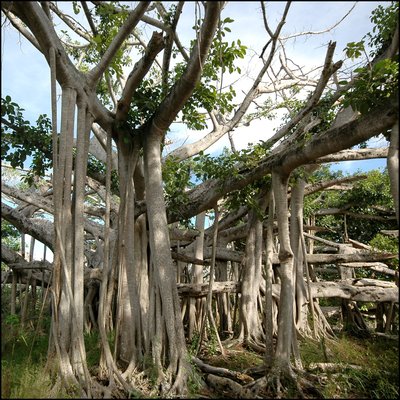 The banyan tree