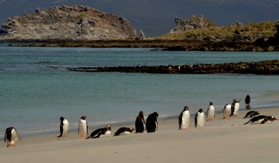 Gentoo Penguins On The Beach