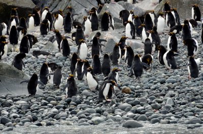 Macaroni Penguins on the Beach