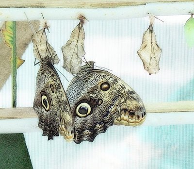 Blue morpho butterflies