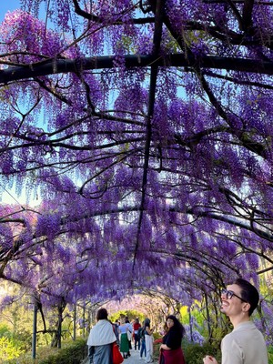 Everyone Smiles at the Vardini Wisteria Tunnel in April