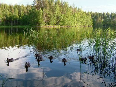 Kukkoniemi (29)