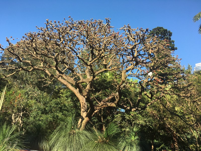 Botanical Gardens and a walkabout