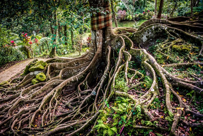 Sacred Roots