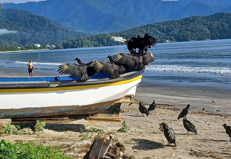 Black vultures