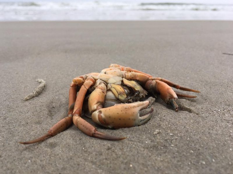 Crab, Terschelling