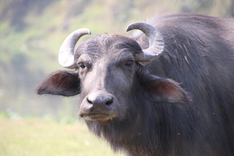 Water Buffalo