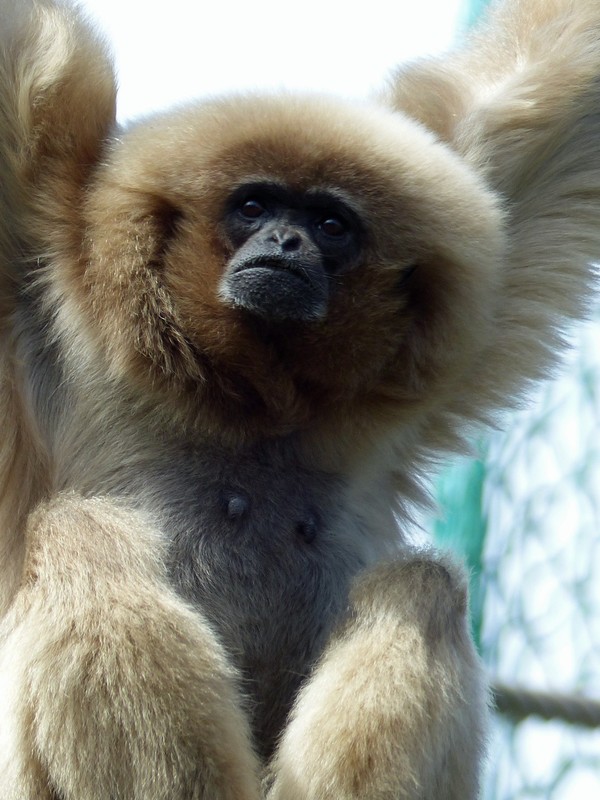 White-handed gibbon, Jersey Zoo
