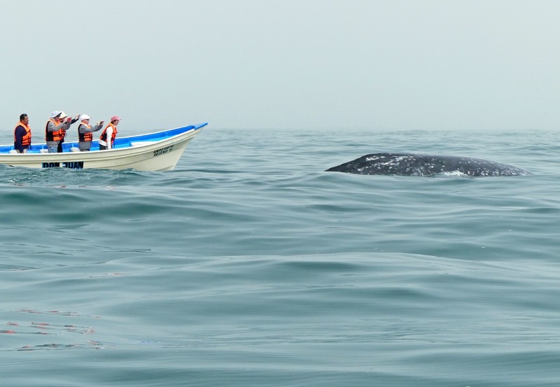 Grey whale, Puerto Adolfo Lopez Mateos, Mexico