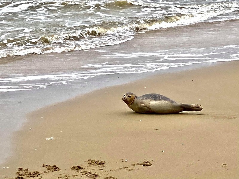 Seal at Dutch beach