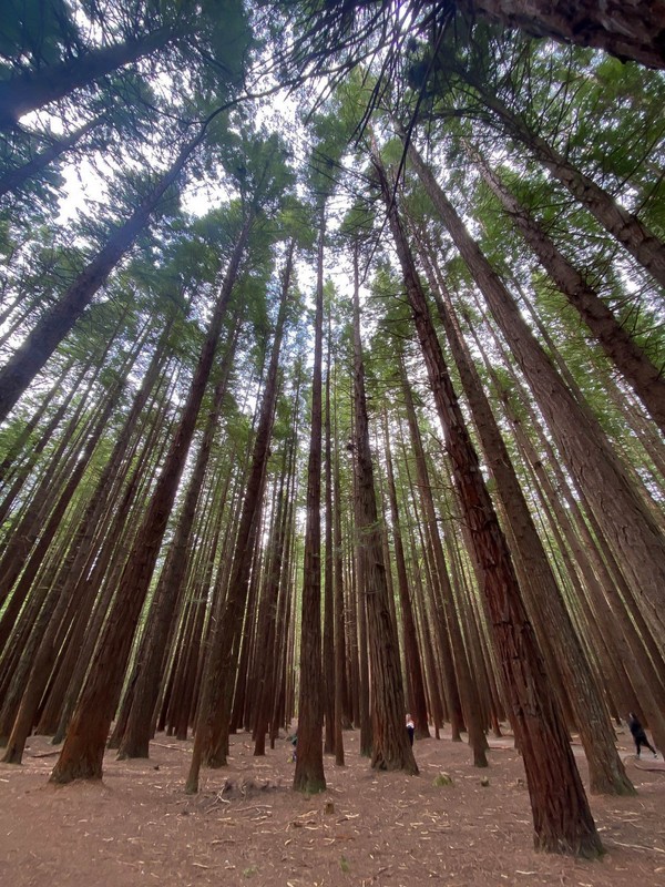 Redwoods in the daylight