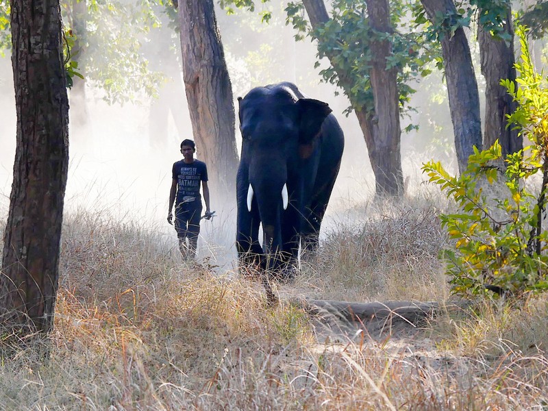 Bandhavgarh_A park ranger taking his elephant for a walk
