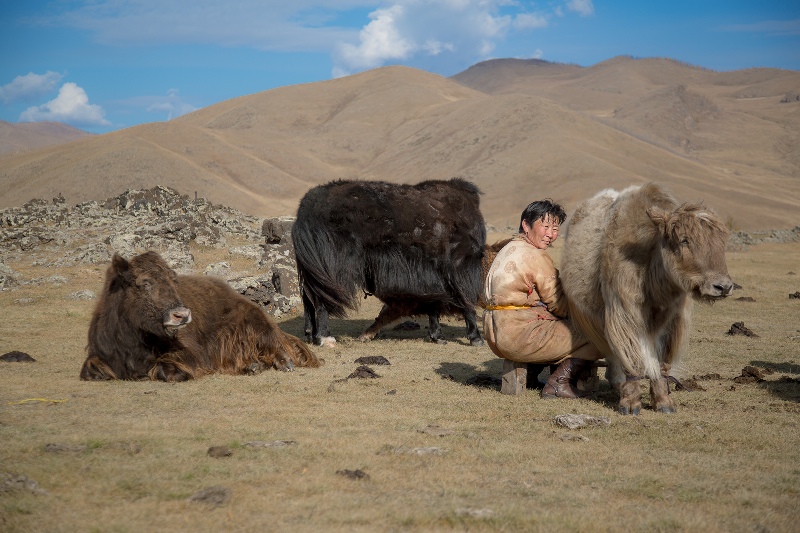 Yak Milking