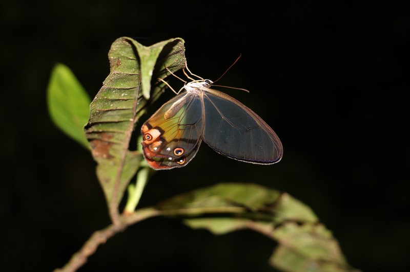Transparent butterfly Cuyabeno