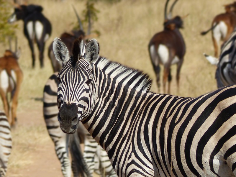 Zebra, Chobe National Park