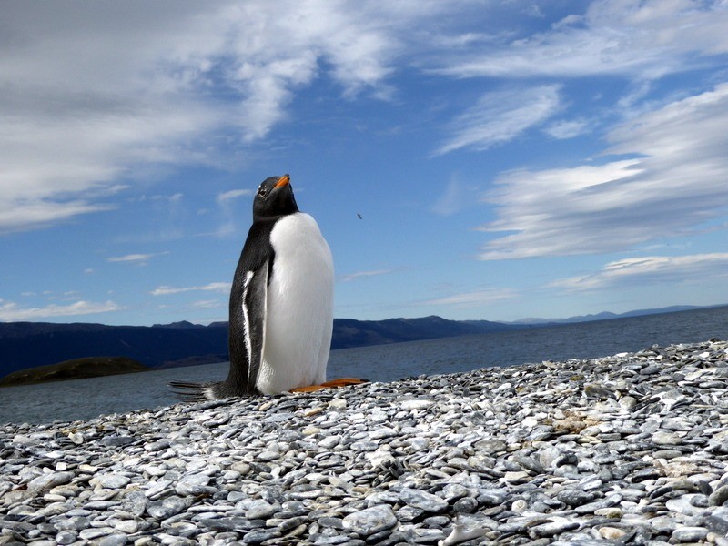 Gentu penguin