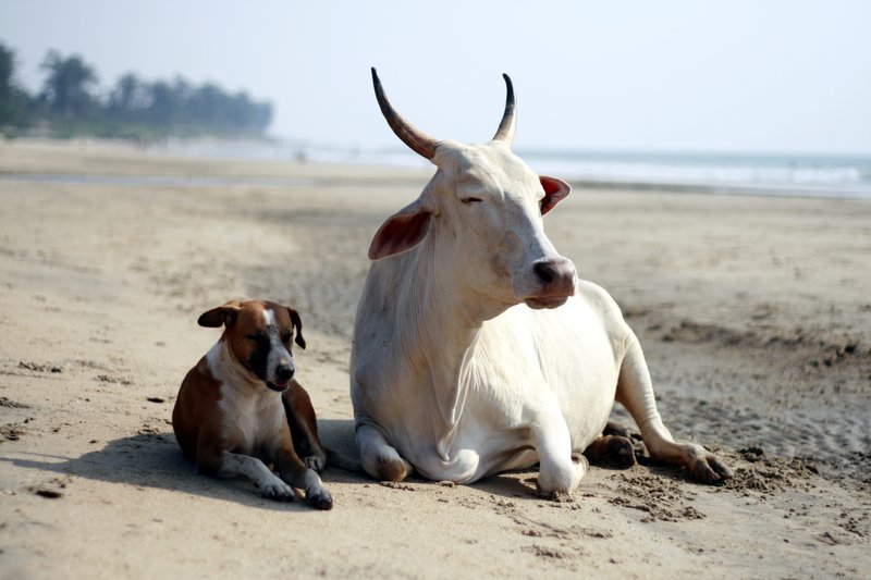 Animal love!