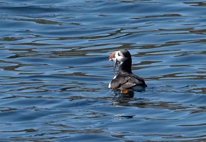 Puffin with a mouthful or beak full of fish