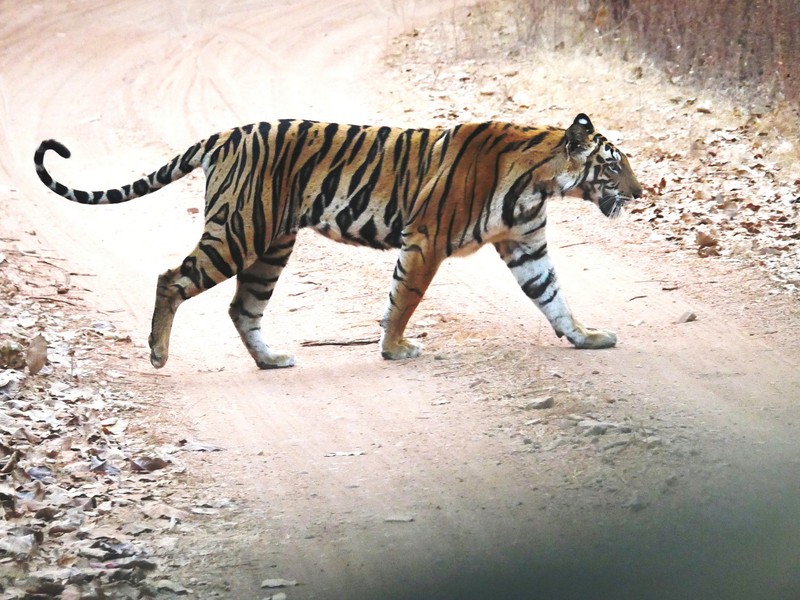 Bandhavgarh