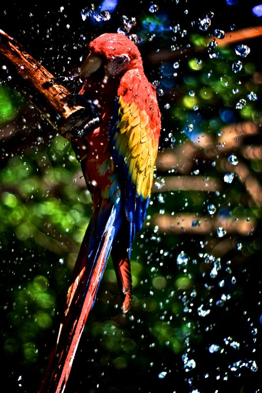 Bird Bath, El Salvador