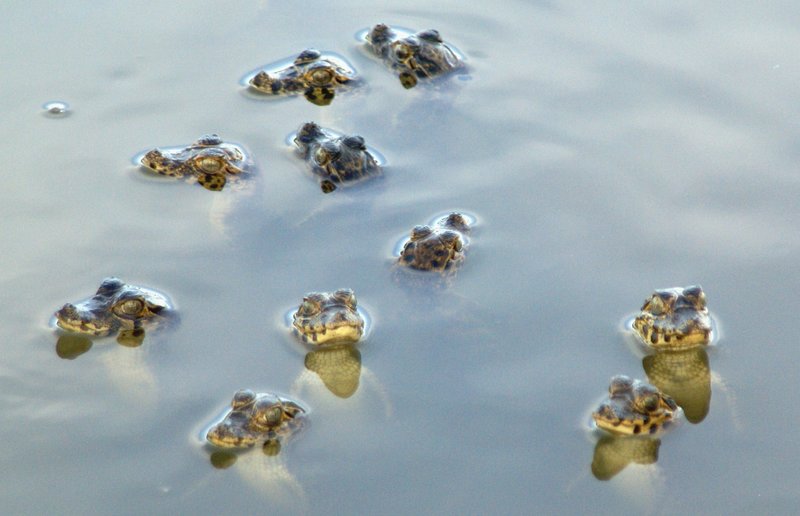 Little Caymans, Pantanal