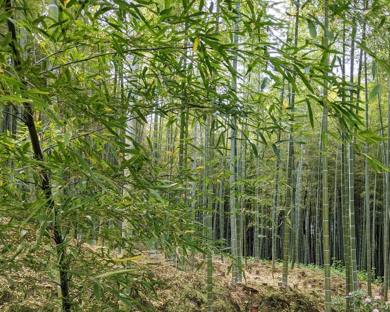 2 Days in Kyoto