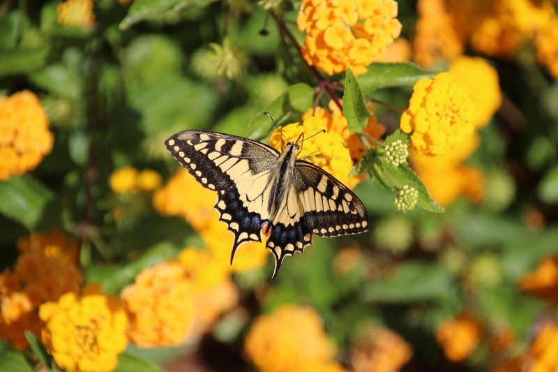 Swallowtail Butterfly