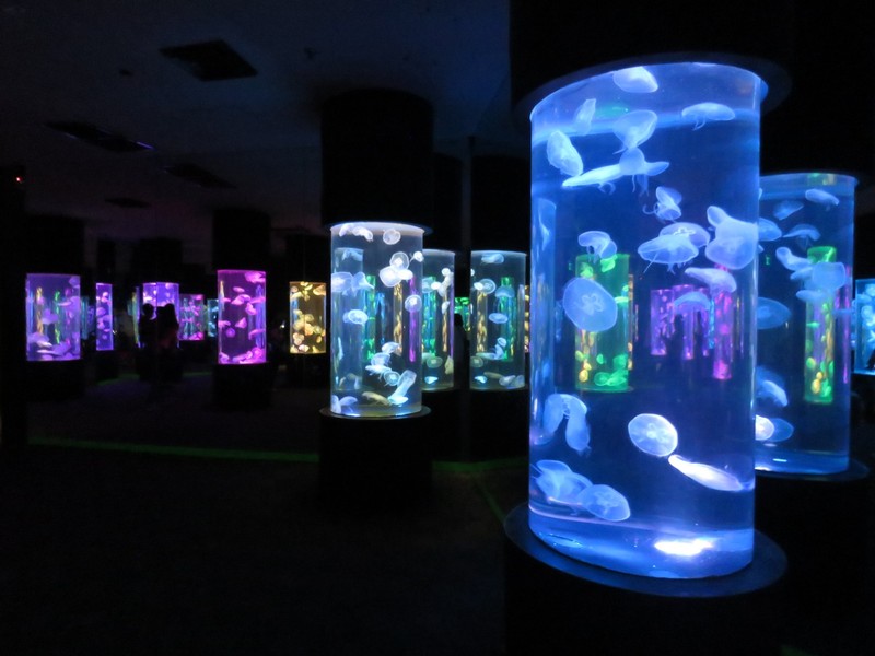 Jellyfish