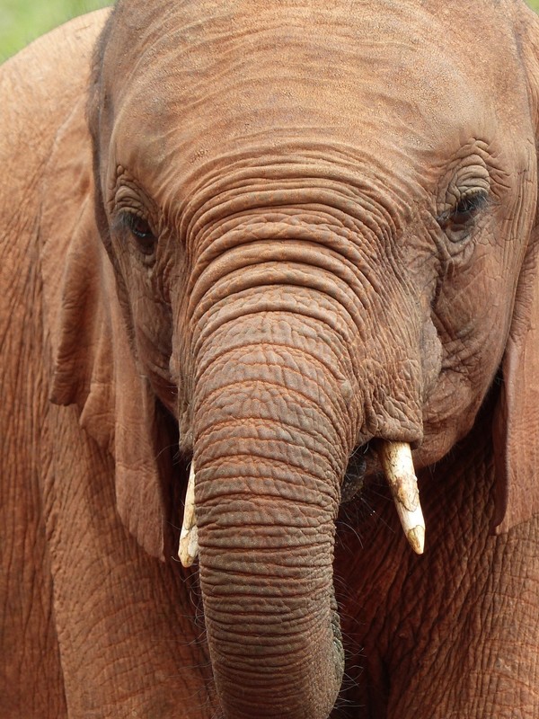 Elephant at the David Sheldrick Elephant Orphanage