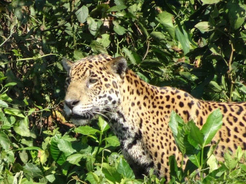 Jaguar aux aguets