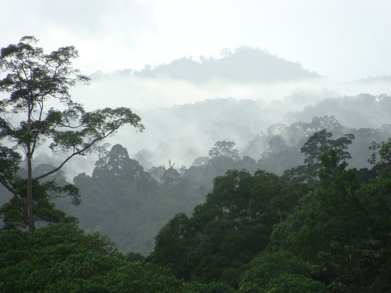 danum valley - heaven