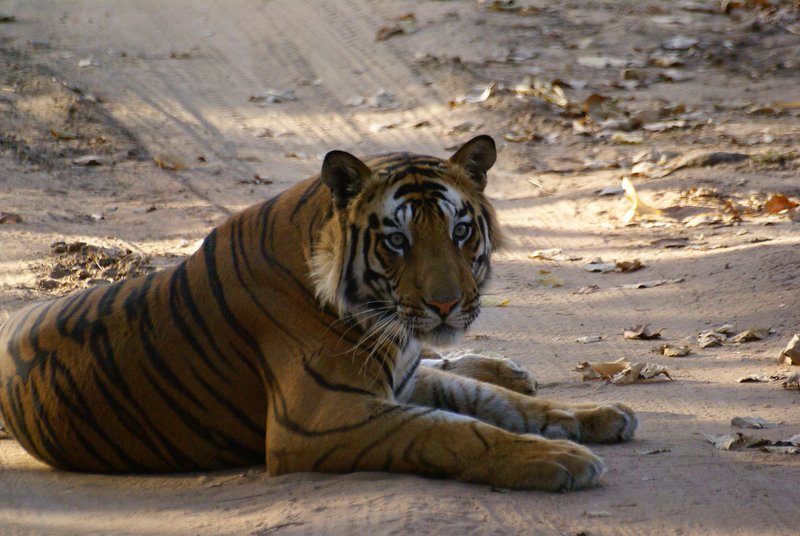 The most beautiful cat in the world! Bandhavgarh National Park