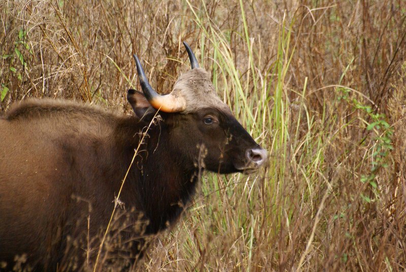 Gaur (Indian Bison), Kanha National Park